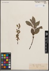 Foto von Salix cinerea L. x Salix nigricans Sm.